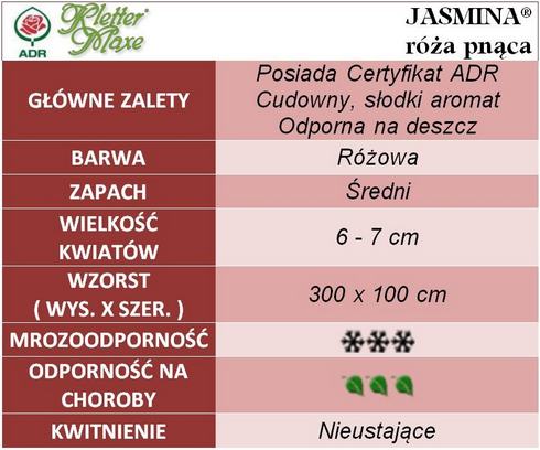 Jasmina róże pnące gł. zal